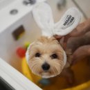 서면애견미용 맘바이 강아지 미용실 이미지