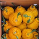 선사농원 | 🍊 효돈 쇠소깍 양프로감귤농원 한라봉 후기