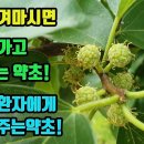 꾸지뽕-4대 항암약초! 효과가 입증된 약초! 차로만 마셔도 정력이 강화되며, 암과 당뇨, 고혈압 고지혈증이 예방 치료된다 조회수 3.8 이미지