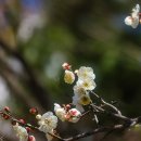 매화 - 광산구 풍영로101번안길 3-6 | 매화