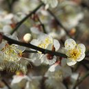 안산식물원 이미지