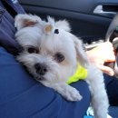 독구제과 이미지