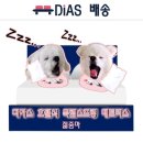 디아스침대 | [내돈내산] 허리에 좋은 가성비 매트리스 디아스침대, 디아스침대 호텔식 독립스프링 매트리스 솔직후기