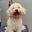 삐삐 펫살롱 이미지