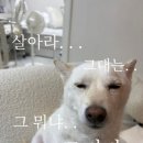 리베하우스 - 강동구 천호옛12길 24-12 | 리베하우스