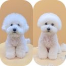 그루미재이 이미지