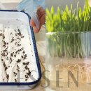 새싹마트 이미지