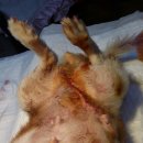 최광호동물병원 이미지