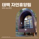 동태백로 | [태백] 가을여행 태백고원자연휴양림 트리하우스 2호 난초 B동 1박2일 후기 태백10월말 후기, 태백단풍