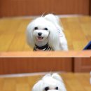 아랑이애견