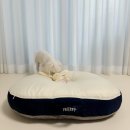 둥지애견 이미지