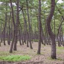 영월 솔향기 캠핑장 네이버블로그
