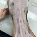 Dr. dog 동물영상의료센터 | 중성화 암컷 비글에서 발생한 양성 유선종양 수술과 술 후 장액종 장기 관리 증례