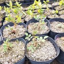 새천년농원 이미지