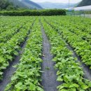 계촌 농장 이미지