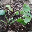 태만농장 이미지