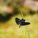 나비잠자리 이미지