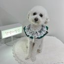 견생 이발소 이미지