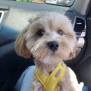 명랑견생 이미지