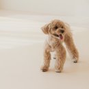 펫바이블 이미지