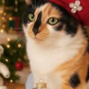 판교 P&P 동물병원 이미지