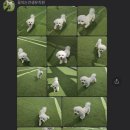 꽃피는견생 인천애견유치원 이미지