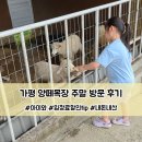 성미목장 | 가평양떼목장 입장료 할인 팁 내돈내산 8월 주말 방문