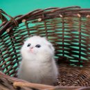 강아지 고양이 치과진료 총정리 / 스케일링, 발치, 유치발치, 구강종양 (반포자이동물병원)