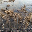 버들낚시터 이미지