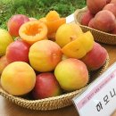 플럼마트 이미지