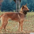 바둑이연구소 이미지