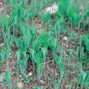 꽃그리고 이미지