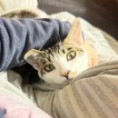 [3월 3주] 고양이를 가진 권력있는 자.