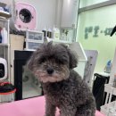 미코 그루밍 이미지