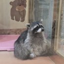 에덴미어캣프랜즈 | 찐추천!! 명동 에덴미어캣프랜즈 솔직 후기