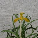 한국춘란 전시회 이미지