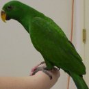 Eclectus 앵무새 이미지