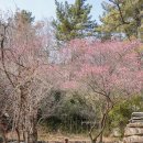 전남순천의료원 | 전남 순천 가볼만한곳 금둔사 절 납월홍매 백매 청매까지