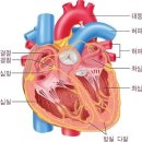 심장의 모든것 이미지