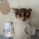 [리브펫 유산균] 강아지 건강을 위한 최고의 선택! 🐶