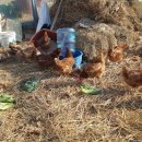 재석농장 이미지