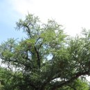 홍산향교 은행나무 이미지