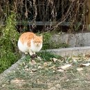 인조별서유기비 이미지