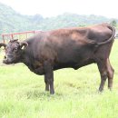 우리가한우 이미지