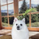 퍼피루시드 이미지