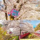 에덴치킨 | 가평 애견동반 에덴 벚꽃축제 다음 주까지 만개하는 늦은 벚꽃놀이 명소