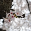 화개십리벚꽃길 이미지