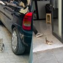 도도 동물병원 이미지