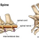 샤인동물메디컬센터 이미지