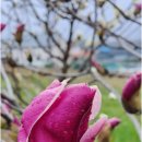 내인생의 봄날 이미지